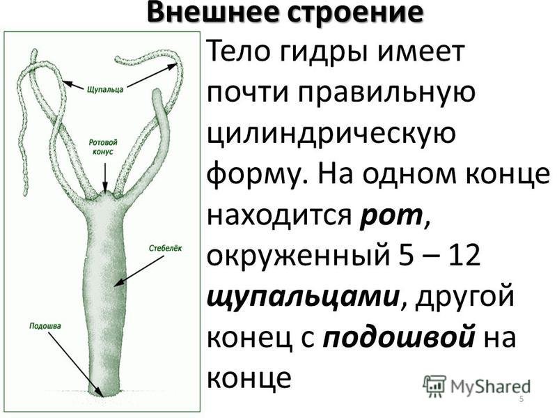 Kraken рабочее зеркало onion